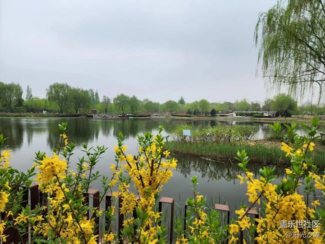 【春日影像诗】湖边的春花别样黄