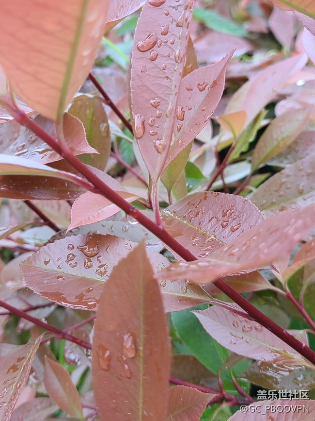 【春雨细润】雨后植物