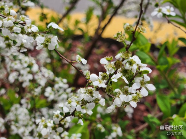 #花之語(yǔ)——小白花