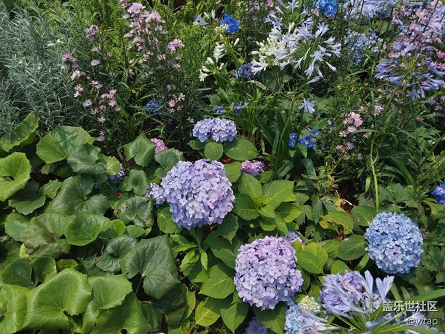 【尋找春天的味道】鮮花盛開