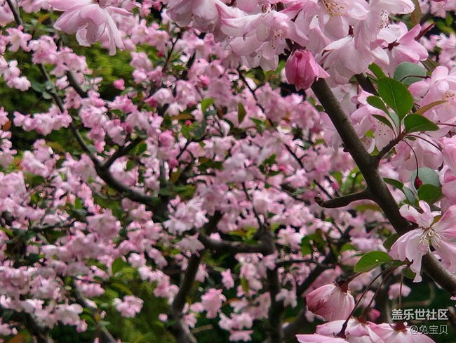 #花之語(yǔ)——垂絲海棠