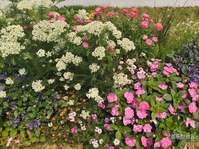 【尋找春天的味道】鮮花盛開