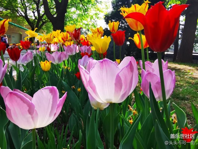 【春日影像詩(shī)】+春日的中山公園郁金香花海