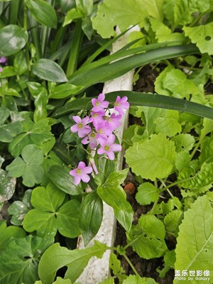 【生活的寫意】自然生長