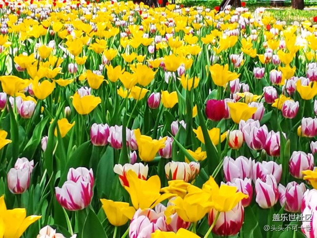 【春日影像詩(shī)】+春日的中山公園郁金香花海
