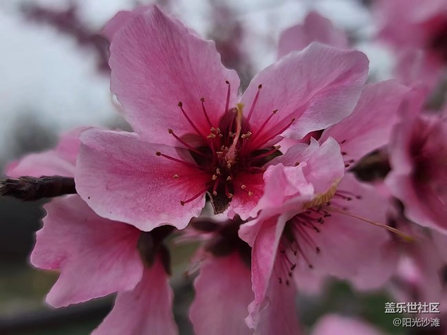 【春日影像诗】桃花朵朵开