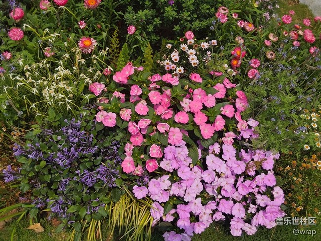 【尋找春天的味道】鮮花盛開