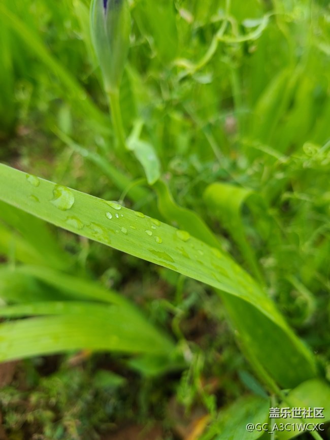 【春雨細潤】雨中拍花