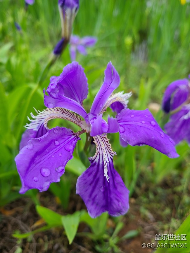 【春雨細潤】雨中拍花