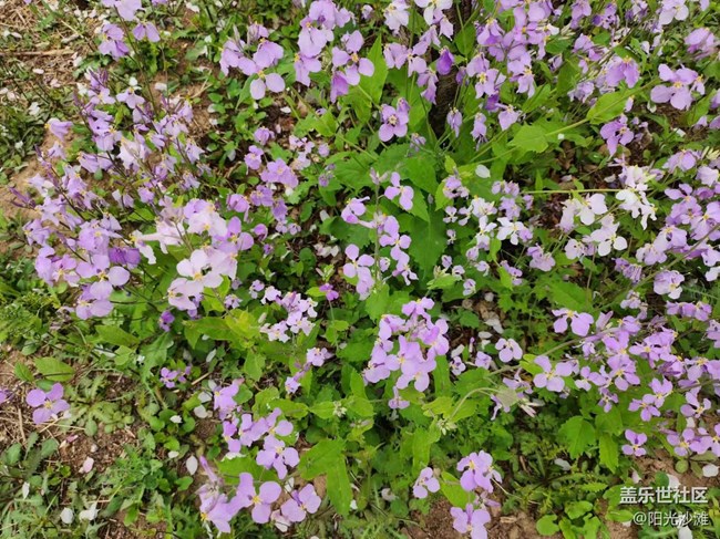 【春日影像詩】花兒朵朵迎春到
