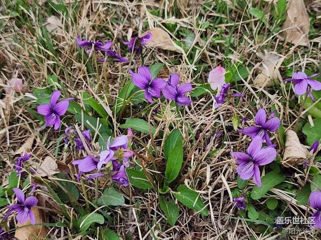 【春日影像詩】花兒朵朵迎春到