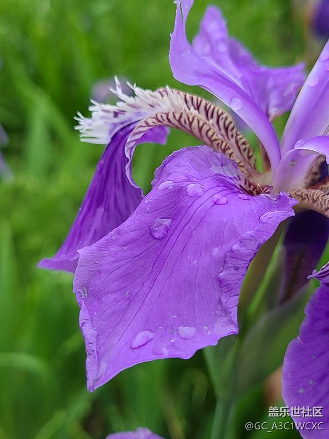 #花之语——紫色鸢尾花
