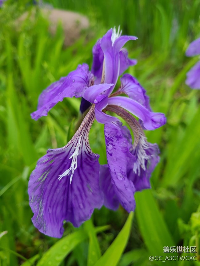 【春雨細潤】雨中拍花
