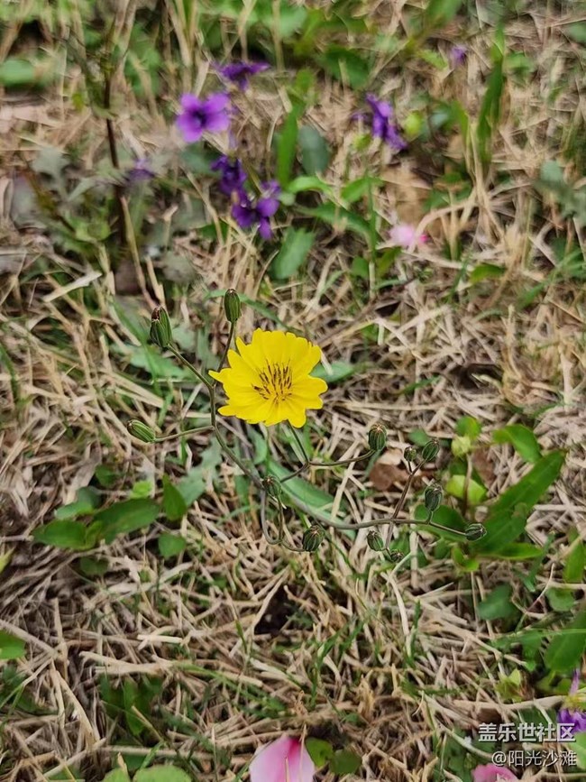 【春日影像詩】花兒朵朵迎春到
