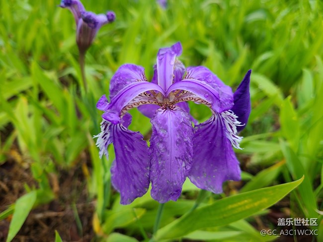【尋找春天的味道】雨后春天