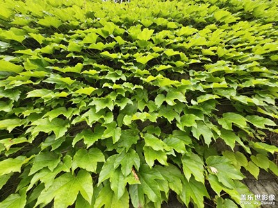 【生活的寫意】+ 花花草草也美好