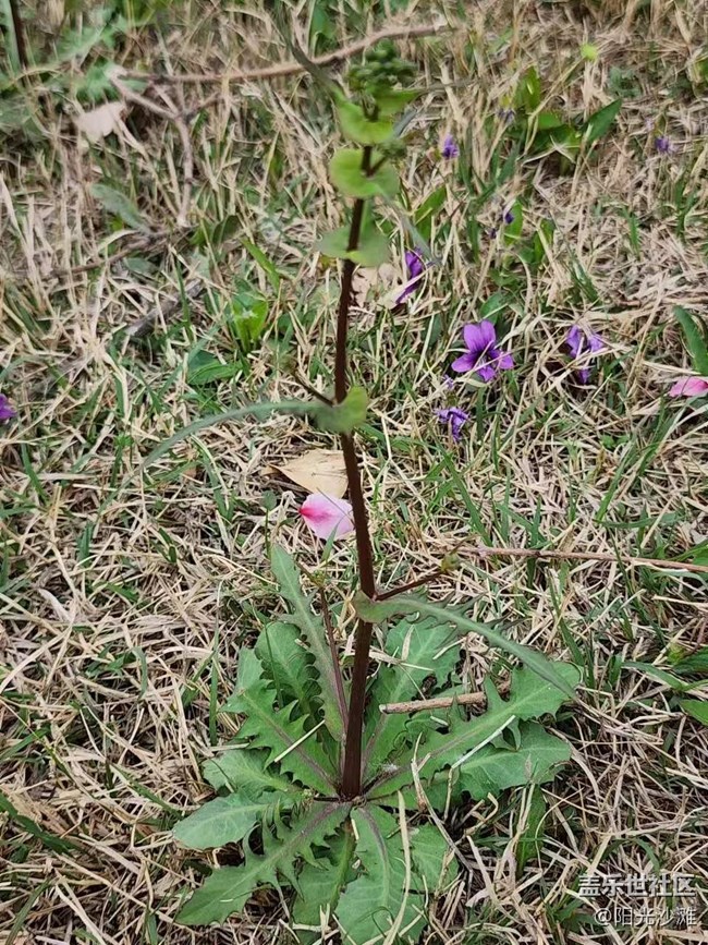 【春日影像詩】花兒朵朵迎春到