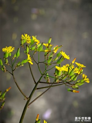 【生活的寫意】+隨拍點滴