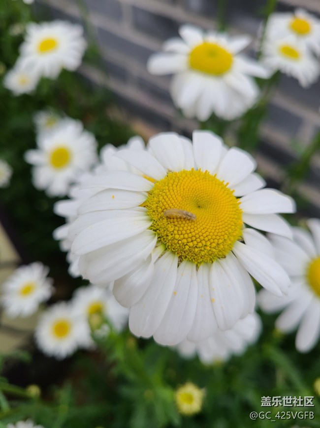 【共赴花期】大濱菊