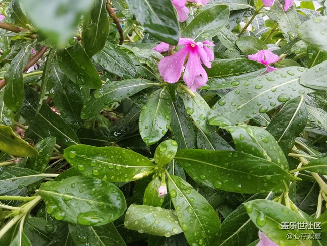 【共赴花期】雨后花朵