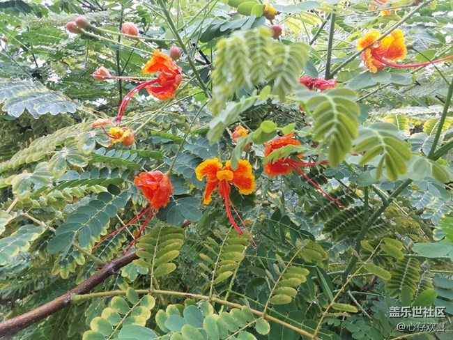 【共赴花期】雨后花朵