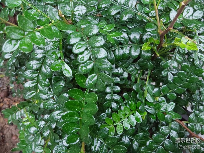 【尋找春天的味道】一場春雨過后