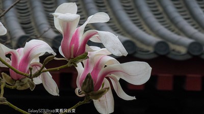 GalaxyS23Ultra 禪寺玉蘭（二）