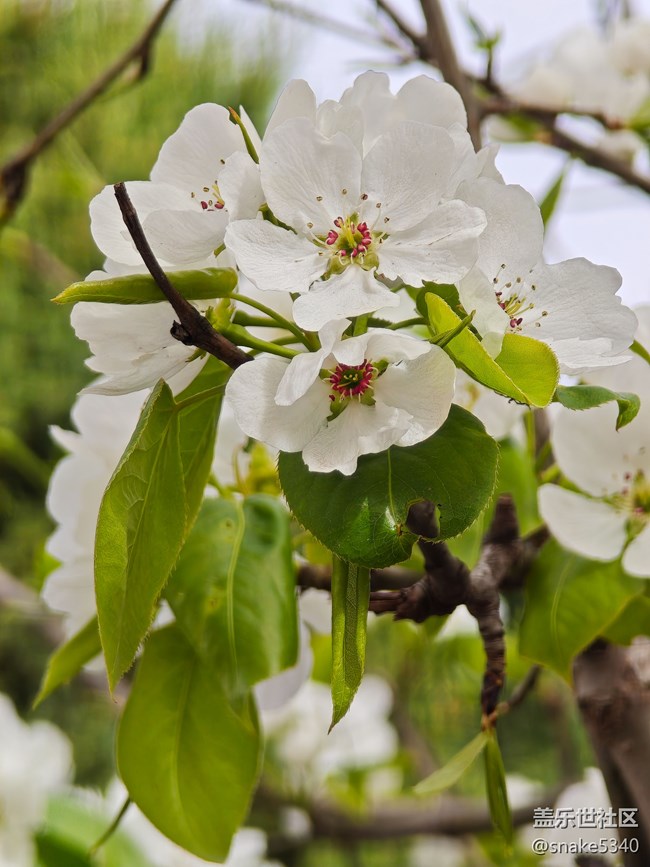 【草長鶯飛】+開花了