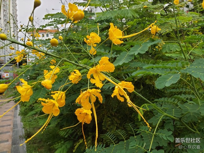 【共赴花期】四月鮮花