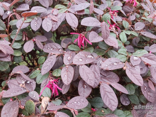 【尋找春天的味道】一場春雨過后