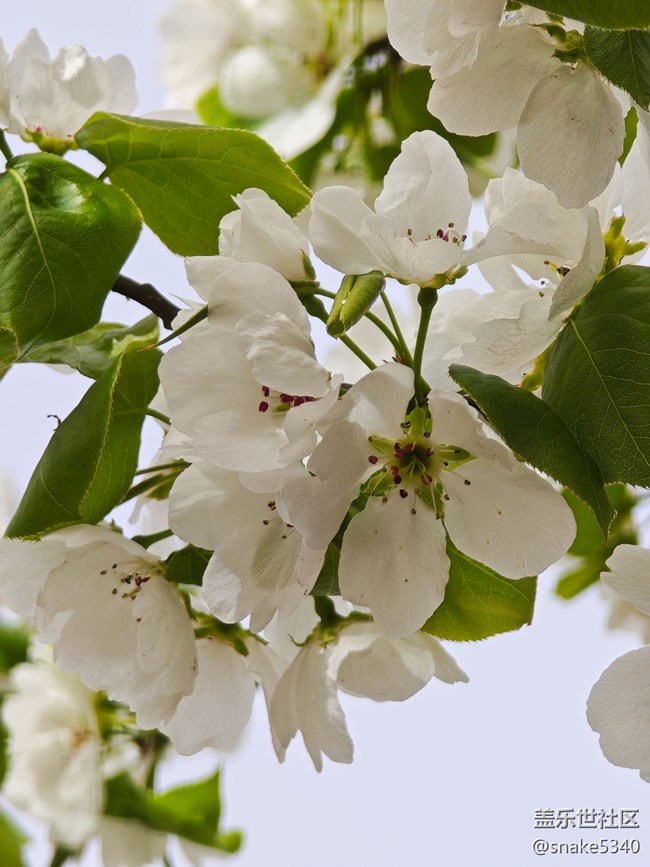 【草長鶯飛】+開花了