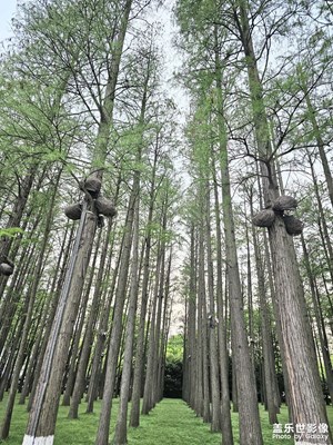 【生活的寫(xiě)意】+?叢林美景