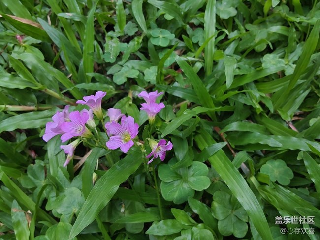 【共赴花期】四月鮮花