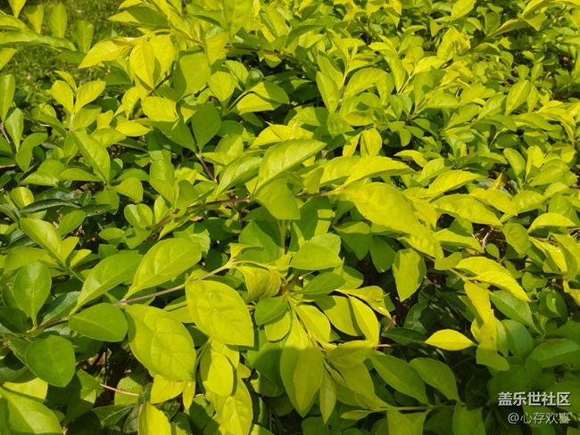 【春天與健康約個(gè)會(huì)】昨日健走