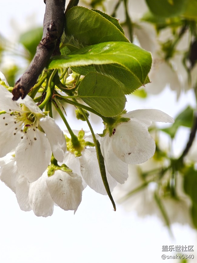 【草長鶯飛】+開花了
