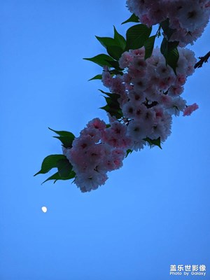 【三星手機(jī)的夜景】花月夜