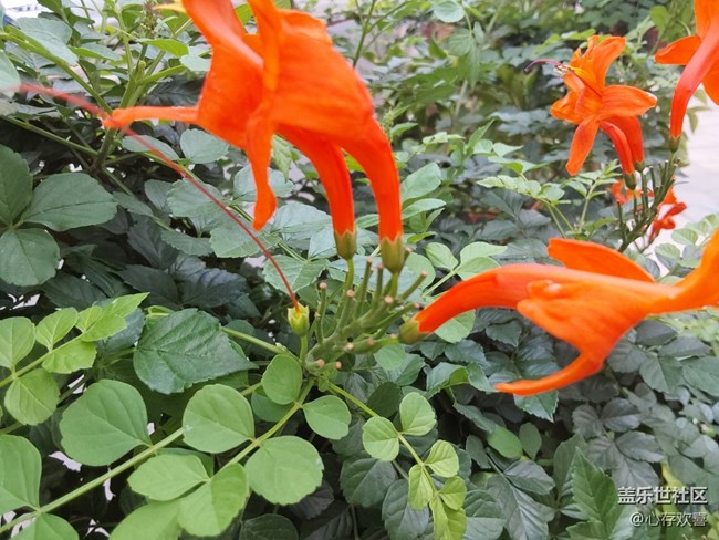 【共赴花期】四月鮮花
