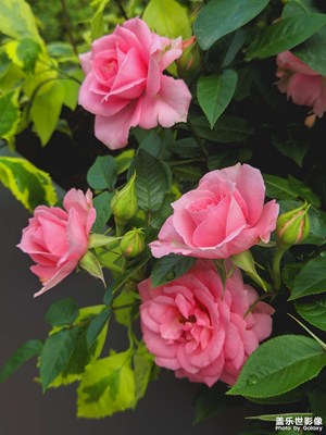 【生活的寫意】+ 月季花來正當(dāng)時(shí)