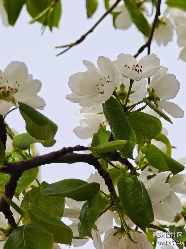 【草長鶯飛】+開花了