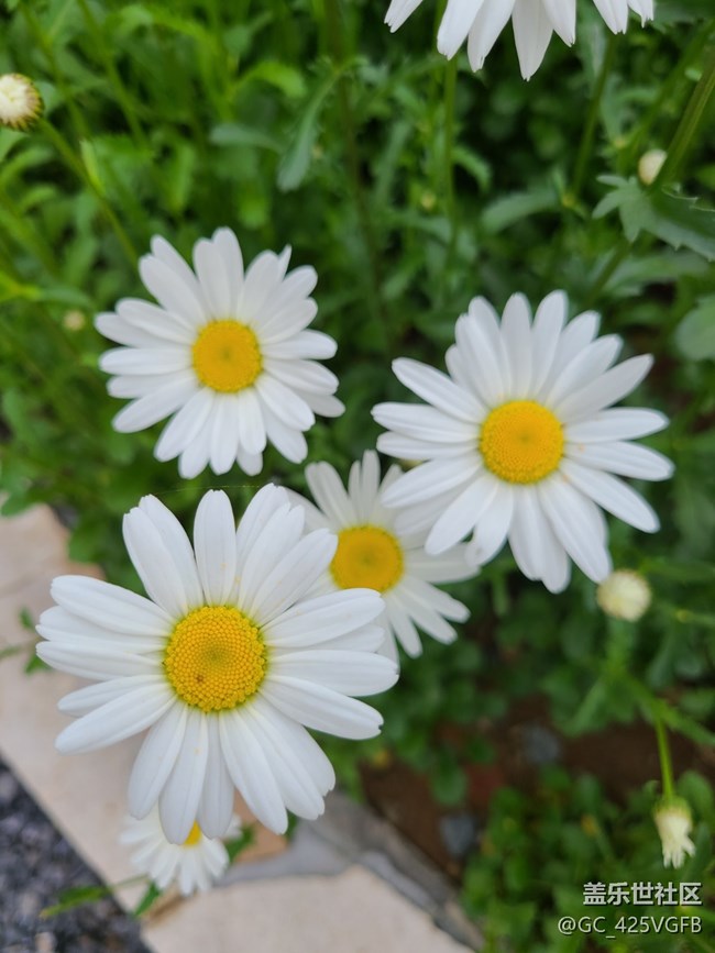 【共赴花期】大濱菊