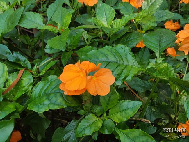【共赴花期】四月鮮花