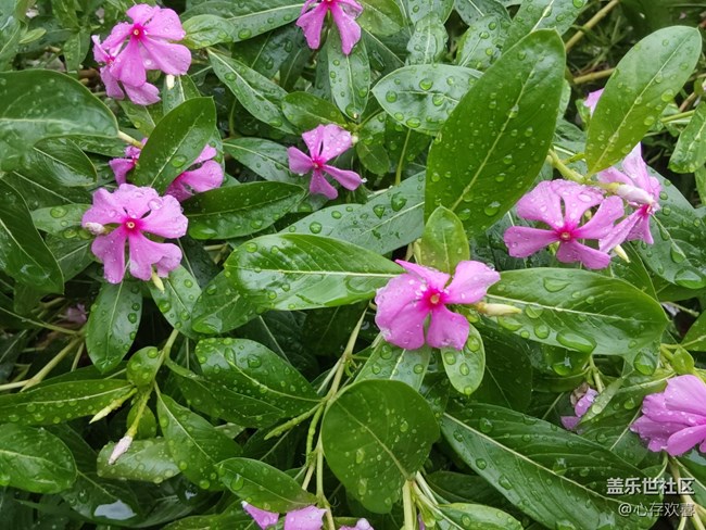 【共赴花期】雨后花朵