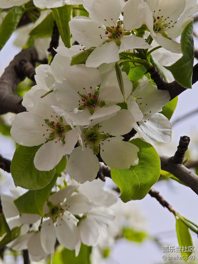 【草長鶯飛】+開花了