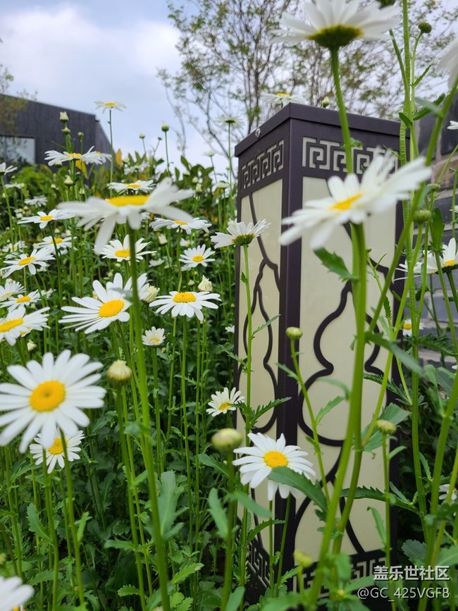 【共赴花期】大濱菊