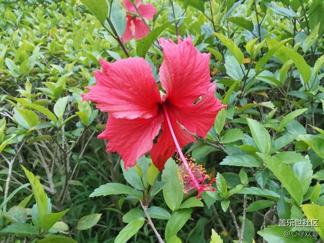 【共赴花期】四月鮮花