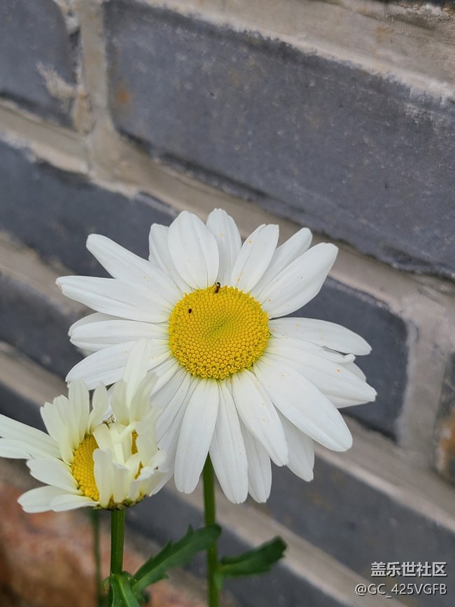 【共赴花期】大濱菊
