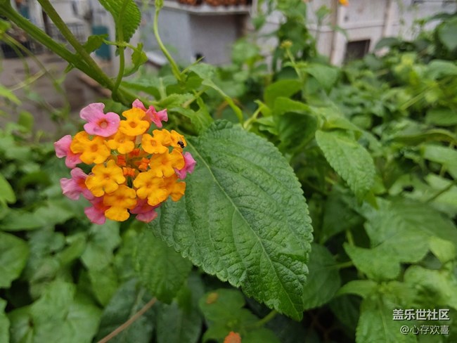 【尋找春天的味道】一場春雨過后