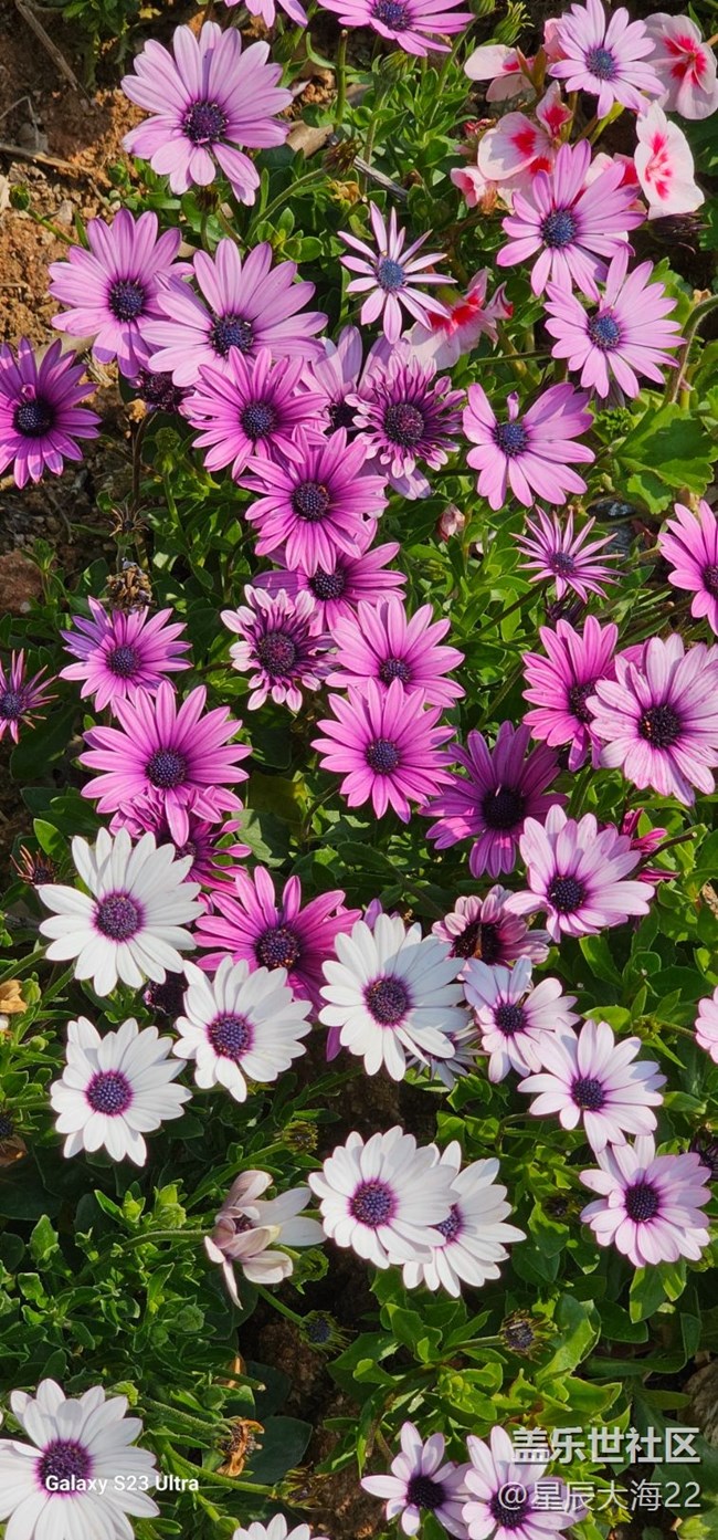 #花之語(yǔ)——非洲菊