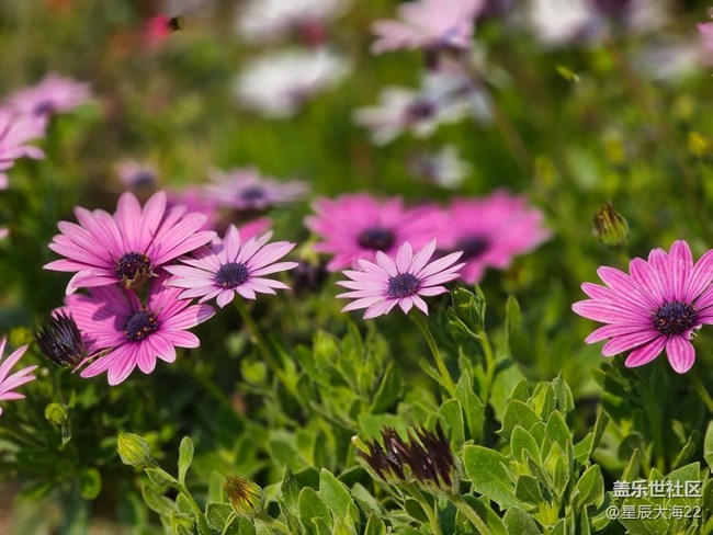 #花之語(yǔ)——非洲菊