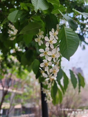 【三星手機(jī)的夜景】夜晚看花